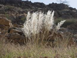 Image result for Stipagrostis