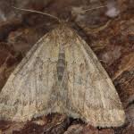 Image result for Photedes minima