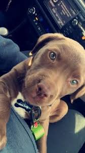 The price is a variable factor that changes with age, color, size, and location. Blue Nose Pit Chocolate Lab Mix Puppy For Sale In Mattawa Wa Adn 67876 On Puppyfinder Com Gender Male Age Lab Mix Puppies Lab Pitbull Mix Puppy Lab Puppies