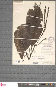 Image result for Justicia buchholzii