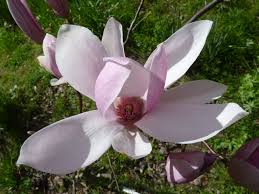 Image result for Magnoliaceae