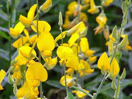 Image result for Crotalaria insignis