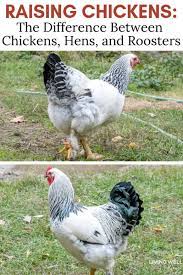 Temperament as the cockerels mature they become more dominating, but young ones may act like hens. How To Tell Hens And Roosters Apart What S The Difference