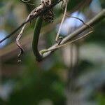 Image result for Cissus aralioides