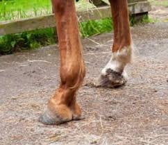 We did not find results for: Gale De Boue Du Cheval Ou Dermatophilose Symptomes Et Traitements