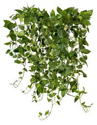 Discover and download free white background png images on pngitem. 1 744 Plant Png Photos Free Royalty Free Stock Photos From Dreamstime