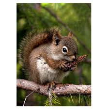 They are safe, my mice had one from the petstore, it came with other chews. Full 5d Diy Diamond Painting Cross Stitch Squirrel Eating Pine Cones Embroidery Mosaic Rhinestone Home Decorate Buy From 5 On Joom E Commerce Platform