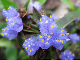 Image result for Cyanotis vaga