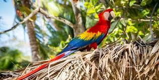 Image result for parrot