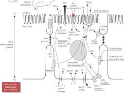 Pathophysiology Of Diarrhea