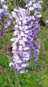 Image result for Wisteria