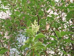 Image result for Ligustrum lucidum