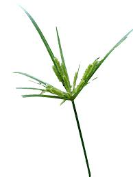 Image result for Cyperus rotundus