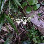 Image result for Polystachya laurentii