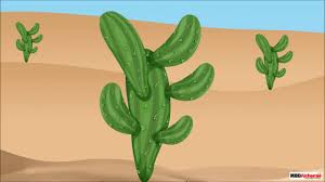 Cacti have adapted to survive in areas of low rainfall and poor soils. Class 4 Science Chapter Adaptations In Plants Plants Adapted To Deserts Youtube