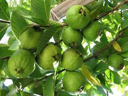 Image result for quÃª hÆ°Æ¡ng tÃ´i