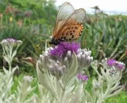 Image result for Vernonia natalensis