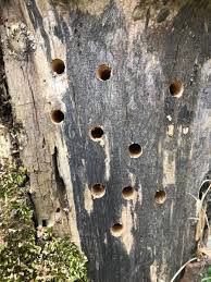 Sycamore is susceptible to sooty bark, which can lead to wilting of the crown and death of the tree, as well as a variety of other fungal diseases. Dunhurst Odw On Twitter Why Not Turn A Tree Stump Into A Bee Stump We Re Drilling Holes All Over This Old Stump To Attract Solitary Bees And Other Insects Bumblebeetrust Britishbee Davegoulson