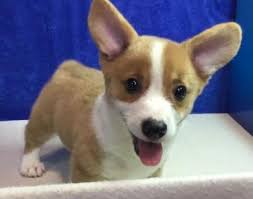 His fur coat is super thick and fluffy, without defects. Gorgeous Pembroke Welsh Corgi Puppies For Sale New York Corgi Puppies For Sale Pembroke Welsh Corgi Puppies Pembroke Welsh Corgi