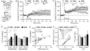 Rem Sleep Amounts Modulate Ltp In The Ca1 Region Of The