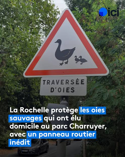 C'est rigolo quand elles traversent la route, elles prennent leur temps,  toutes les voitures attendent". ➡️ https://l.ici.fr/InQ