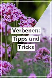 24 Pflanzen Die Viel Sonne Vertragen Und Wenig Wasser Brauchen In 2020 Mit Bildern Pflanzen Verbenen Tipps Und Tricks