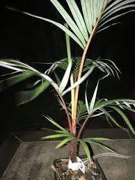 Image result for Acanthophoenix rubra