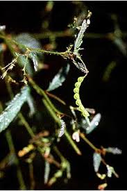 Image result for Aeschynomene cristata