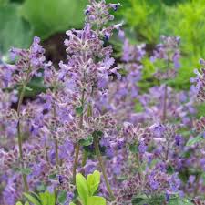 Winterharte Stauden 7 Wunderschone Arten Fur Ihren Garten In 2020 Winterharte Stauden Stauden Winterhart