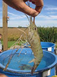 7 Incredible Freshwater Prawns Ideas Aquaponics Aquaponics System Aquaponic Gardening