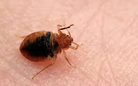 Termites don't stand a chance! Pest Control Services