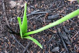 Image result for Schizocarphus