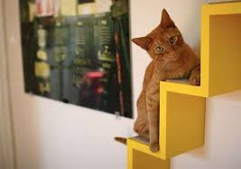 The stairs gate, stands a mighty 35. Integrated Feline Furniture The Wall Mounted Cat Path