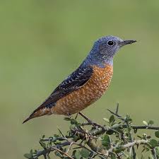 Image result for Corchorus saxatilis