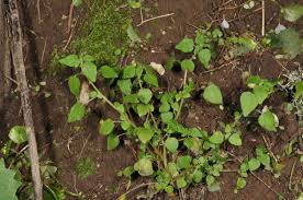 Image result for Parietaria debilis