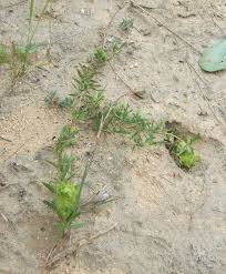 Image result for Barleria macrostegia