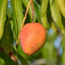 Image result for Mangifera