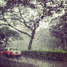 Rain forest lumina travelers' reviews, business hours, introduction check out updated best hotels & restaurants near rain forest lumina. The Feel Of Rain After The Rain