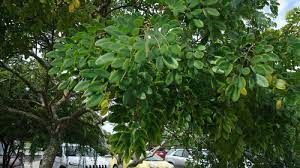 If pairs of buds are set at right angles to the size, colour, position of the buds can often help identify a tree in winter, when the leaves. Please Help Identify South Florida Trees