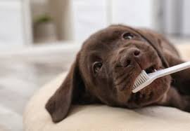 Scraping tartar off an eskie's teeth with a dental scraper. Is A Professional Teeth Cleaning Worth It For Your Dog Huntersville Veterinary Lakecross Veterinary Hospital