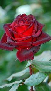 Probablemente la flor más hermosa del mundo. 68 Ideas De Lindas Rosas Rosas Rosas Bonitas Flores Bonitas