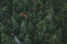 In addition, you will learn about two varieties of the tree collard plant that will provide you with leaves to eat year round, depending on your climate. Evergreen Trees Pat Welsh Organic And Southern California Gardening