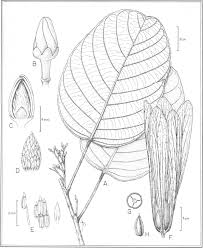 Image result for Dipterocarpaceae