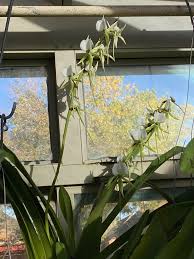 Image result for Angraecum conchiferum