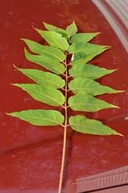 Some believe peter's description of the heavens passing away and the. Tree Of Heaven An Exotic Invasive Plant Fact Sheet Ecological Landscape Alliance