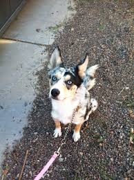 Australian shepherds for sale in redding, ca | dogs on oodle classifieds Pin On Barkington