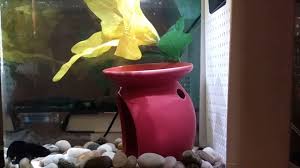 Betta Fish Jerky Struggling Movements When Swimming Youtube