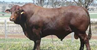 The hide of the santa gertrudis is loose with naval and neck folds. The American Cowboy Chronicles Cattle Breed Santa Gertrudis