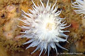 Image result for Actinoschoenus