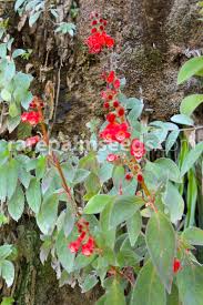 Image result for Kohleria